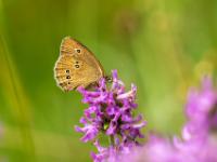 Schornsteinfeger oder Brauner Waldvogel